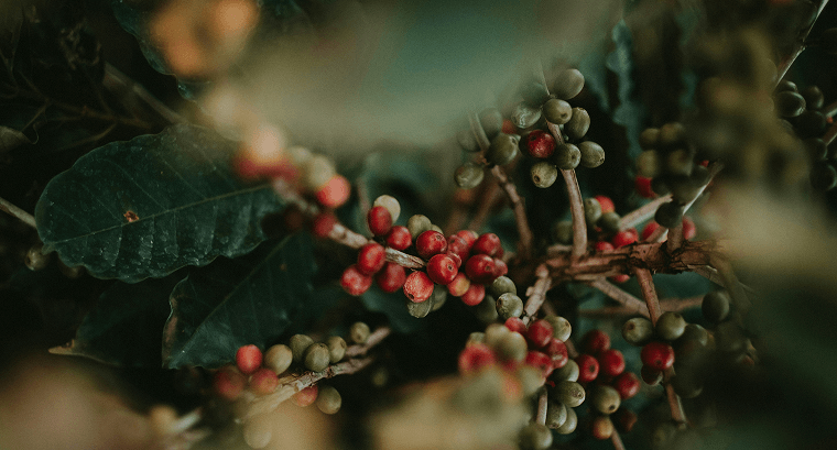 Bomb Coffee Premium Indian Coffee